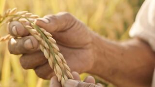 Farmers smile at the sight of ripe paddy 🌾😊 | Joy of a good harvest | Agricultural life in rural Bengal