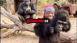 Comedy 343