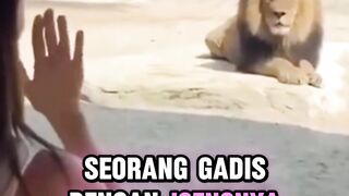 Ternyata singa juga mempunyai rasa cemburu