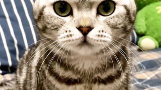 How cat react