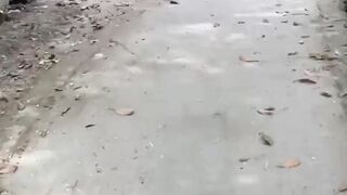 Ducks Walking Together on a Village Road | Peaceful Nature Scene