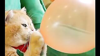 猫咪吹气球时，猫咪身上竟然发生了这样的事情