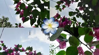 Bougainvillea flowers are one of my absolute favorites. 🌸💗