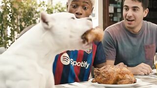o cachorro roubo o frango