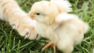 Cat’s Sweet Friendship With a Little Chick.