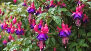 flowers 6