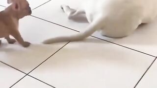 Comédia animal
