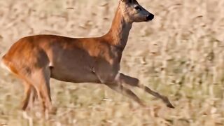 Life in Nature #wildlifephotography 2