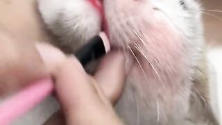 catss 2