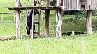 Visiting a zoo in Brazil