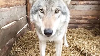 One Bowl of Meat Changed Everything 🐺❤️ ‎#wildliferescue #animalrescue #rescuedwildlife #wolf #viralvideo