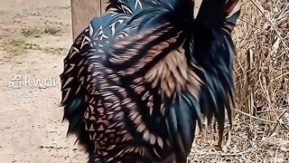 Os animais muito lindo ❤️❤️😍
