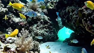 This Manta Ray Led Me Somewhere I Never Expected 😳🌊
