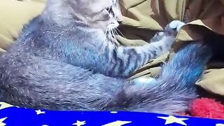 Kucing 🐈🐈