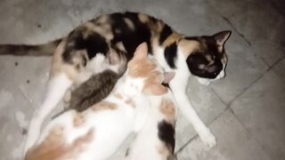 Funny cat 355