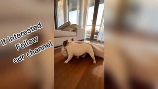 🔥 This Doggy Created Its Own Training! From Playtime to Athlete! 🏆💪
