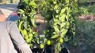 Frutas 2