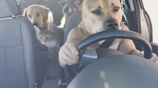 Tem algo de diferente nesse doguinho!