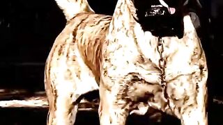 Amazing dog 🐕🐕