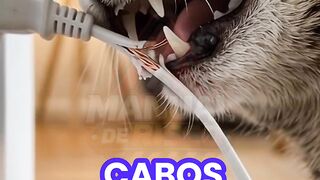 O que acontece se o gato morder um fio elétrico? ⚠️🐱⚡ #Shorts