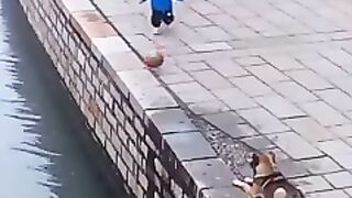 Ce Chien sauve cet enfant