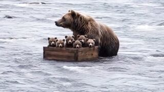 Animals 90