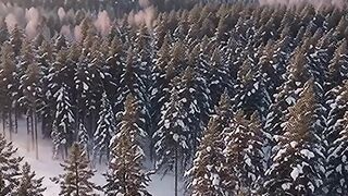 Frozen Forest at Sunrise ❄️🌲 | A Magical Winter Morning