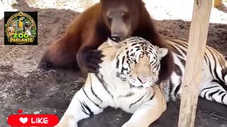 Cosas de animales 001