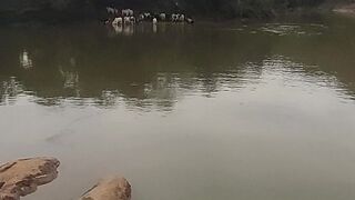 Country Life: Cows Drinking Water in the River
