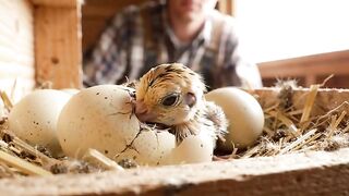 How These Beautiful Birds Are Raised From Egg to Adult