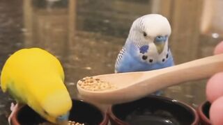 Colourful Birds