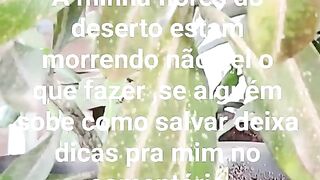 Minhas flores do deserto