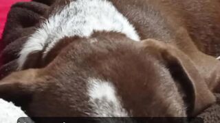 Meu cachorro