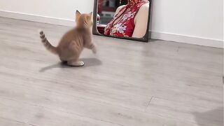 gatinho leva um susto