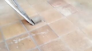 Minha linda cachorra