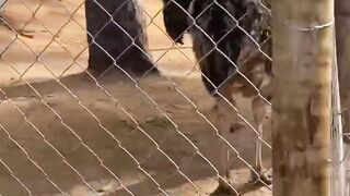 😱 O AVESTRUZ COMEU AS PENAS DO PATO! 🦆🪶 VOCÊ NÃO VAI ACREDITAR!