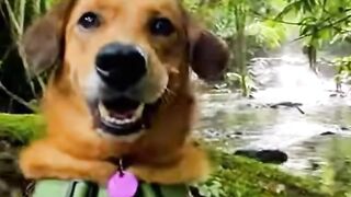 Dog making vlogs in the Amazon rainforest
