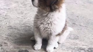 He’s Just Sitting There… But Somehow He’s Too Adorable