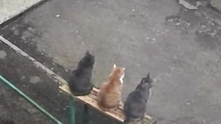 Cat / dog