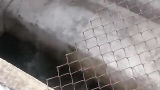Just a giant water puppy