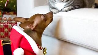 Noel the Pinscher barks at a kitten.