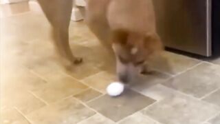 A CURIOSIDADE DERRUBOU O CACHORRO