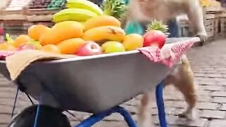 Little monkey at the market
