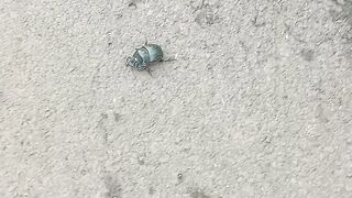 Nature animal🦦🦦🦦