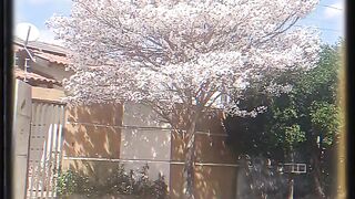 Linda a natureza