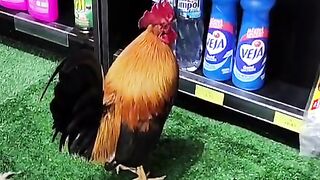 Bird bird 2
