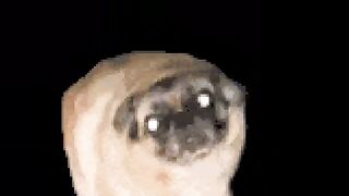 Dog malucao😂🤣