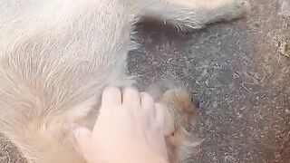 Bichinhos que amo 🐕 🐕