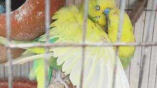 Bithi's Aviary 26