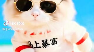 Gatinho dançarino